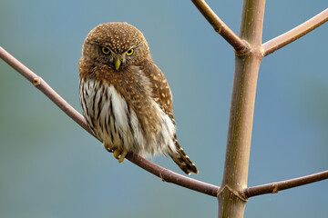 Northern pygmy owl (Glaucidium californicum) perching on a branch in British Columbia