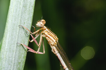 Dragonfly sits in the green grass in the morning
