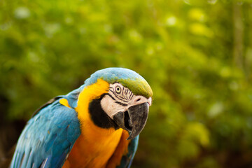 Close up Arara azul e amarela do Brazil
