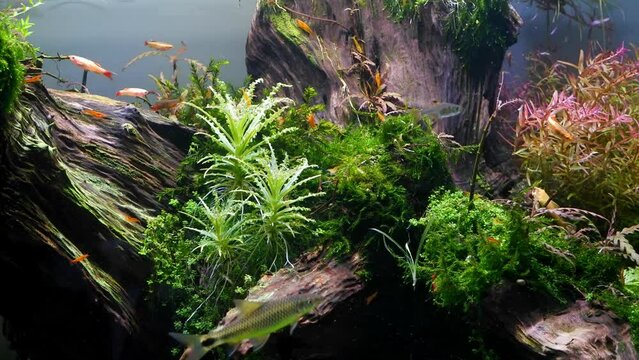 cool planted dutch style ryoboku driftwood aquascape detail, healthy aquatic plants and moss produce oxygen, blurred white cloud mountain minnow fish and silver flying fox, professional aquarium care