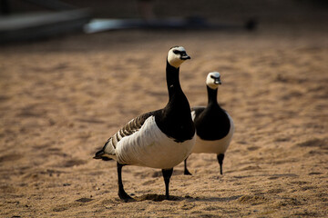country goose on the beach