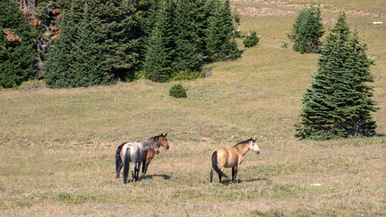 Three Wild Horses in the Pryor Mountains in Wyoming United States