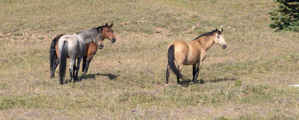 Buckskin and Bay and Roan Wild Horses in the mountains in western United States