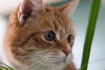 cat on grass