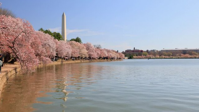 Sunny view of the Washington Monument with cherry blossom