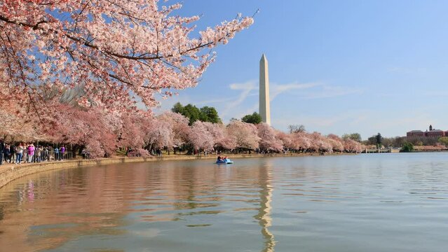 Sunny view of the Washington Monument with cherry blossom