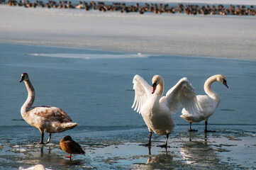 the swan spreads its wings on the shore of the lake under the bright sun
