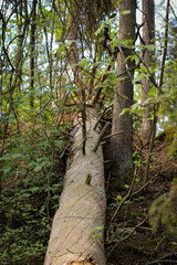 tree in the forest
