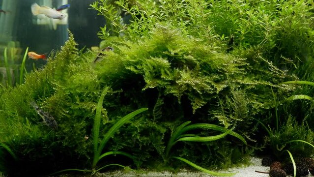 corydoras catfish search for food and clean twigs of dense java moss, detail of planted dutch style ryoboku aquascape, vivid green color, healthy aquatic plants, professional aquarium care