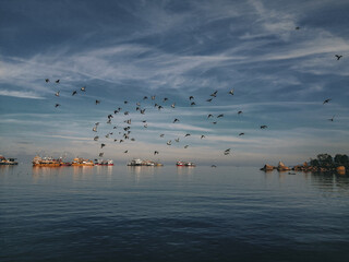 seagulls flying over the sea