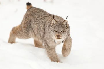 Tuinposter Lynx op jacht in de Yukon © AndrePaul