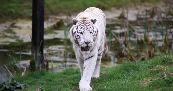 A white tiger walks in the plain