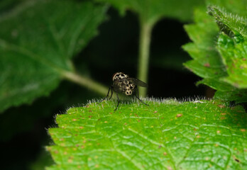 mucha plamista od tyłu