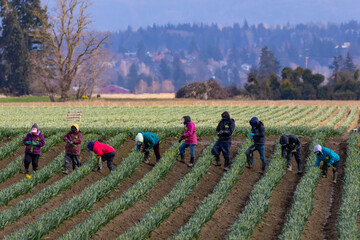Seasonal Workers Harvest Cut Daffodils in Rows
