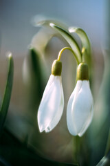 The first spring flowers. Primroses. Snowdrops. Galanthus. White flowers.