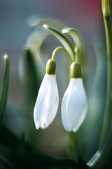 The first spring flowers. Primroses. Snowdrops. Galanthus. White flowers.