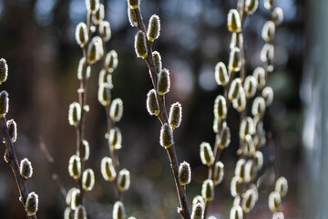 Backlit Pussy Willow Branches in Early Spring © Jeff Huth