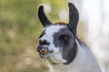 Obraz premium Llama Face Only a Mother Llama Could Love