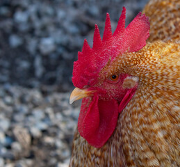 Portrait of a Red Rooster in Sunlight
