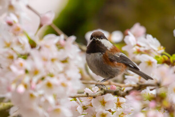 Chestnut-Backed Chickadee in Flowering Cherry Tree