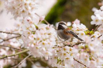 Chestnut-Backed Chickadee in Flowering Cherry Tree