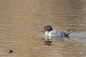 Male Green-Winged Teal Swimming in Morning Light