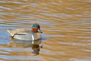 Male Green-Winged Teal Swimming in Morning Light