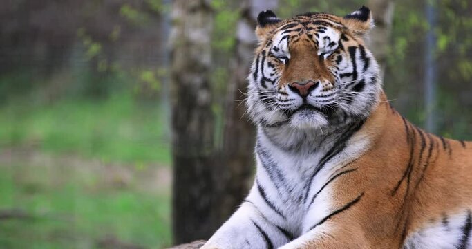 Portrait of a tiger in the forest