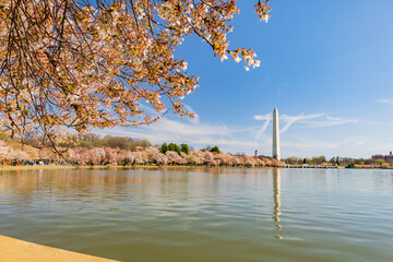 Sunny view of the Washington Monument with cherry blossom