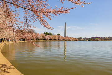 Sunny view of the Washington Monument with cherry blossom