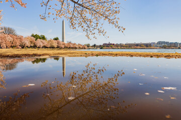 Sunny view of the Washington Monument with cherry blossom