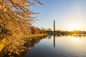 Sun rise view of the Washington Monument with cherry blossom
