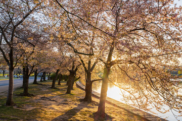 Obraz premium Beautiful cherry blossom around Tidal Basin area