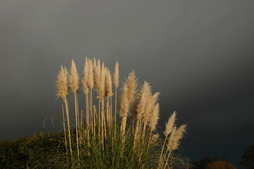 flaschenputzergraswedel