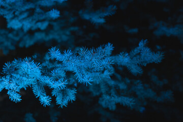 Fototapeta premium Neon turquoise blue light on a coniferous fir tree at night - natural neon style background and wallpaper