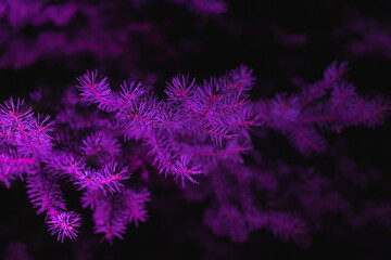 Neon purple red pink light on a coniferous fir tree at night - natural neon style background and wallpaper