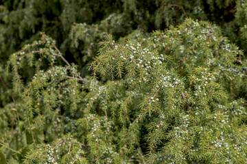 Gemeiner Wacholder (Juniperus communis)