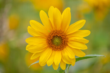 Sonnenblume (Helianthus annuus), Sonnenblumenfeld