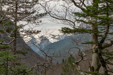 Snowy landscape between mountains and pine trees in the Pyrenees on a winter day
