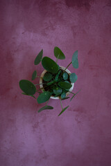 minimalistic Still Life Pilea peperomioides in a stone background