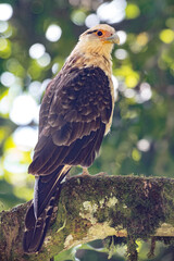Yellow headed Caracara (milvago chimachima). Bird perching on a tree trunk with a nice circular blur of the background. Colombian high Andean forest.