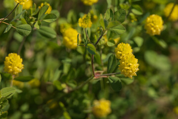 Small yellow flower clusters close-up
