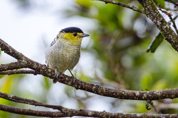 Barred Becard (pachyramphus versicolor) perched peacefully on the branch of a tree in the high Andean forest of Colombia.