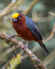 Plushcap (catamblyrhynchus diadema). Little bird in close-up on a tree branch in the middle of the high Andean forest of Colombia