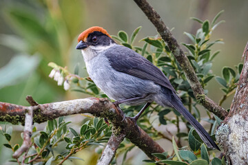 Antioquia Brush Finch (Atlapetes blancae). Colombian endemic bird in the middle of its habitat in the northern highlands of Antioquia