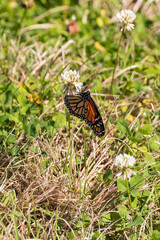 Monarch butterfly on white clover flower