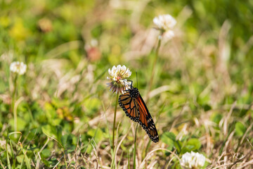 Monarch butterfly on white clover flower