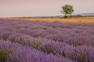 Fototapeta na wymiar Beautiful landscape with rows of purple lavender bushes