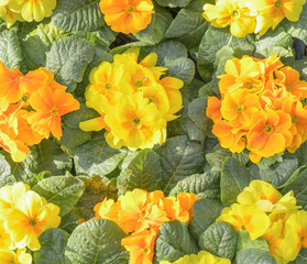 Spring flowers. Blooming orange primrose or primrose flowers in the garden