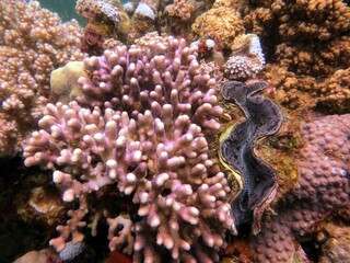 red sea fish and coral reef